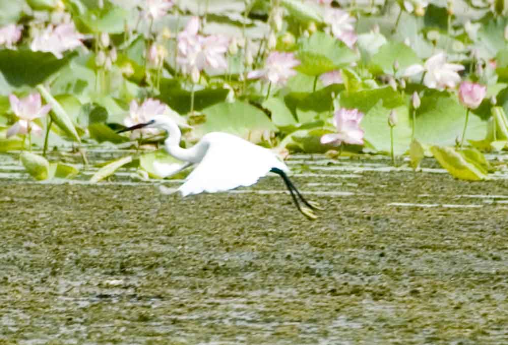 Garza - India 4.jpg